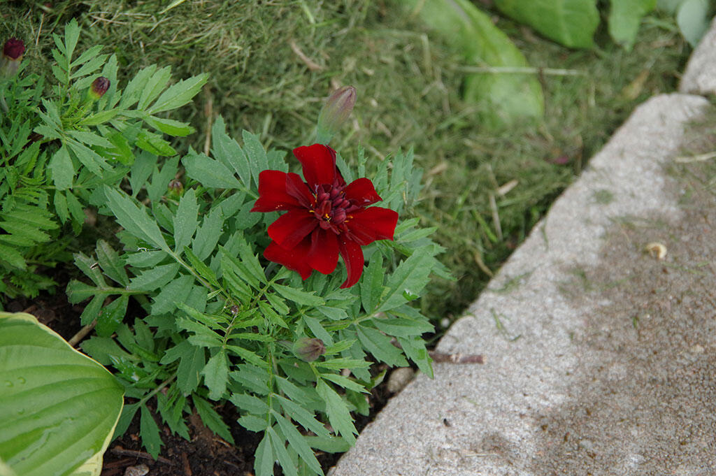Klipp gress mellom ringblomstplantene i blomsterbedet.  